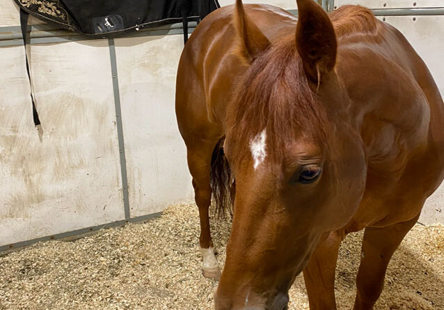 Kalpowar Quarter Horses Celebration of Champions - National Reined Cow  Horse Association