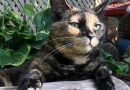 Strathmore local shares grim reminder for pet owners to be mindful of their animals, encourages community conversations